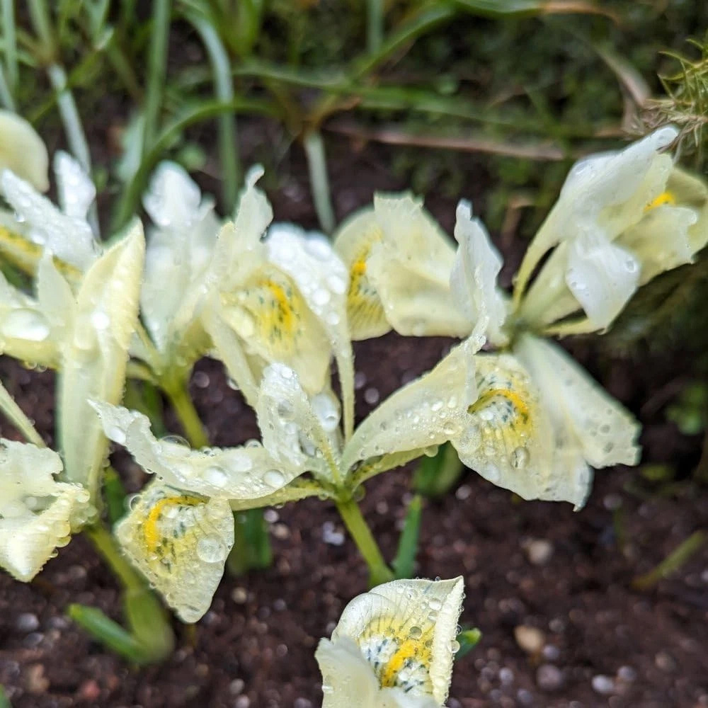 Thompson and Morgan Iris Katherines Gold Autumn Planting Bulb 16 Pack Image 2