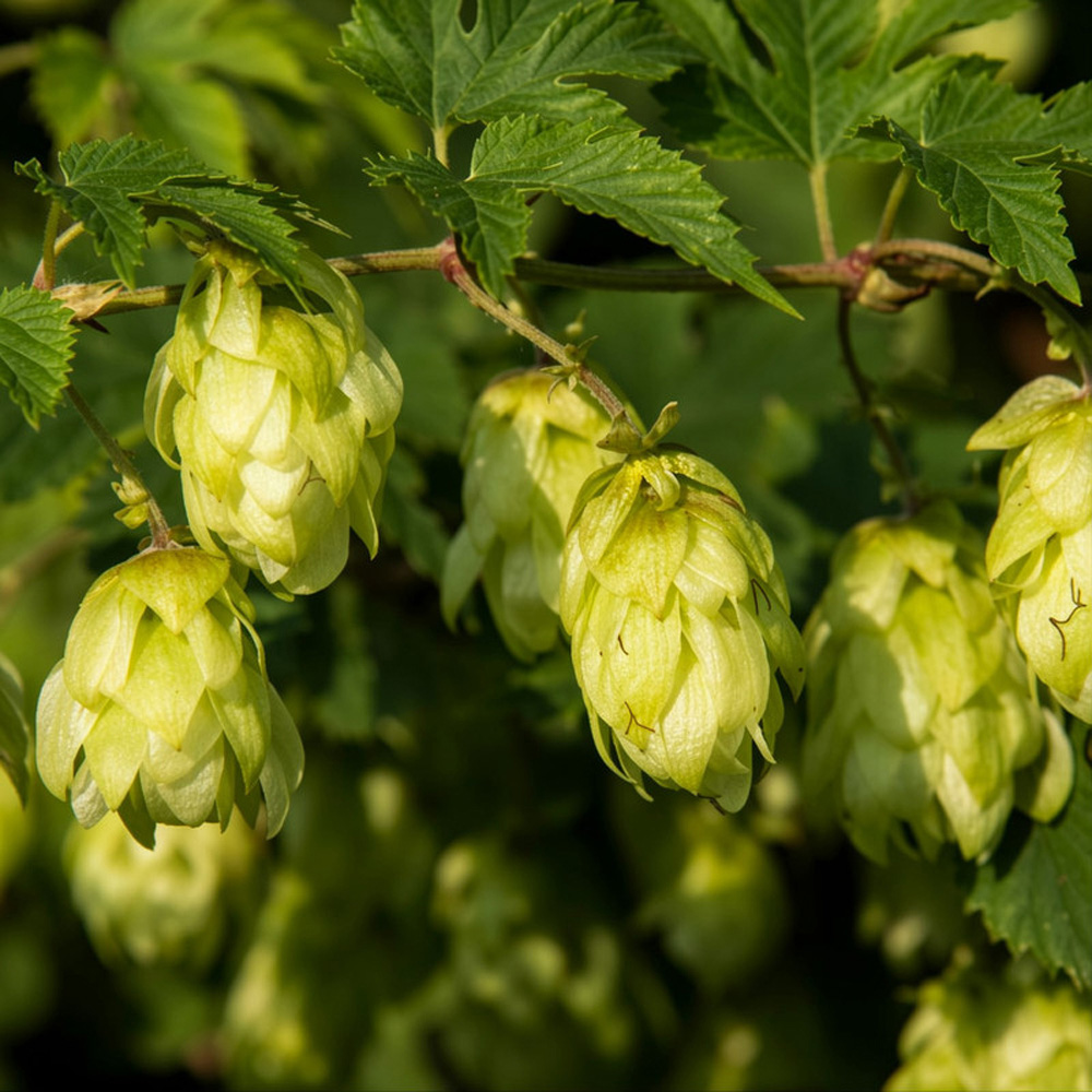 Thompson & Morgan Humulus Lupulus Hop Plant Pot 9cm 3 Pack Image 1