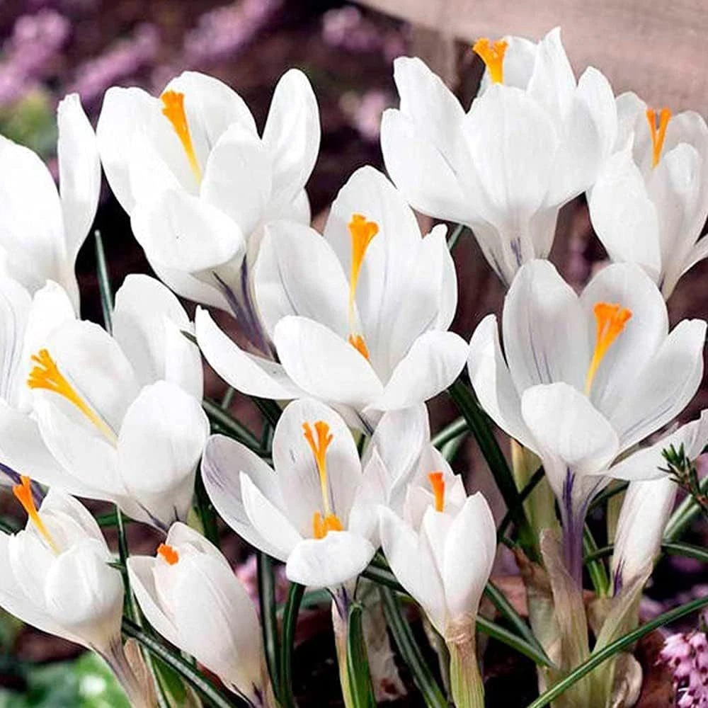 Thompson and Morgan Crocus Jeanne d'Arc Planting Bulb 80 Pack Image 1