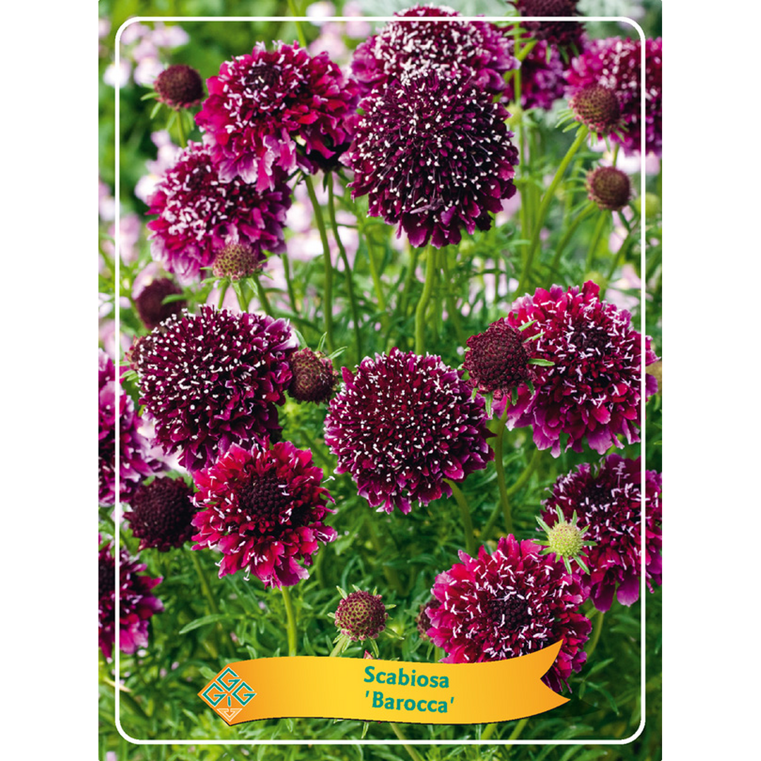 Perennial Scabiosa Mix Potted Plant Image 4