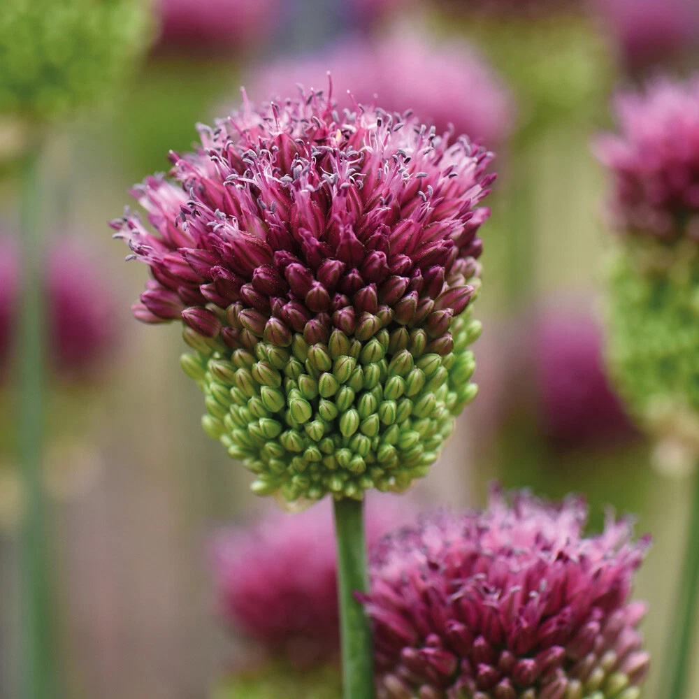 Thompson and Morgan Flowering Bonanza Collection Spring Planting Bulb 200 Pack Image 3