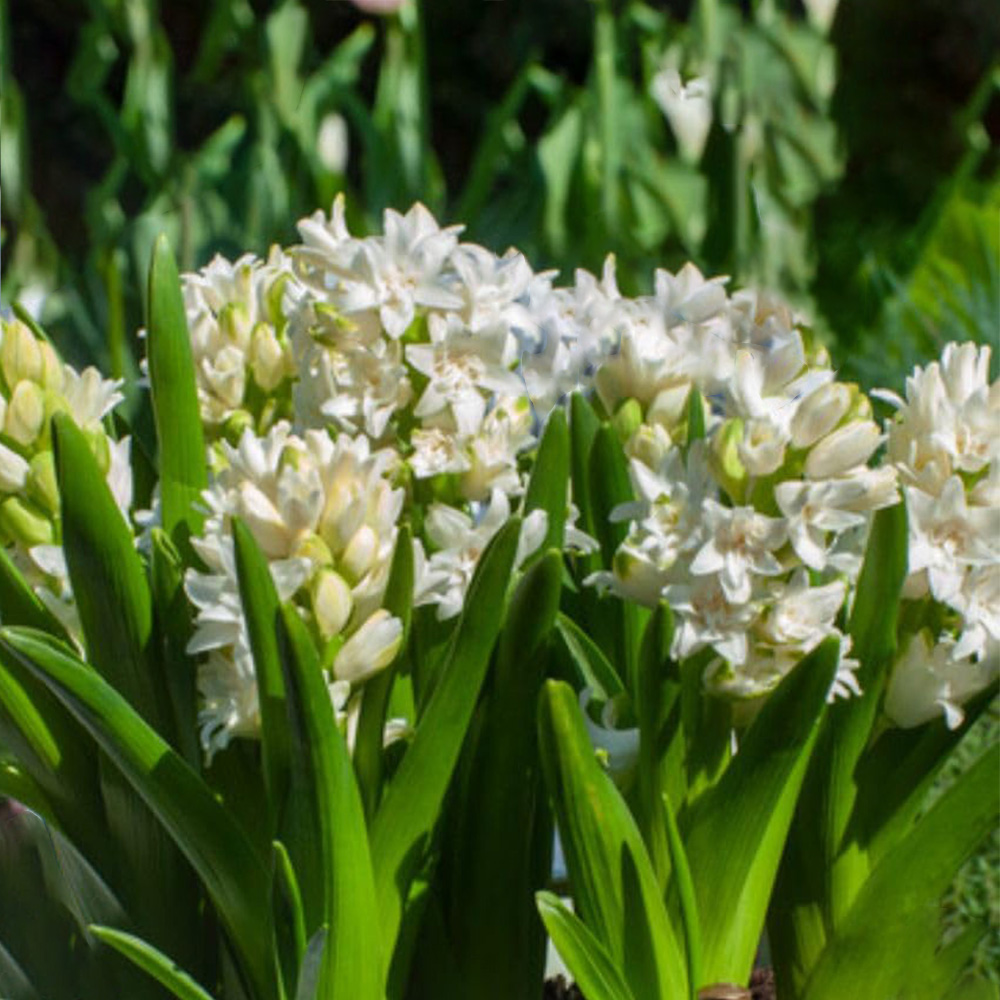 Thompson and Morgan Hyacinth Snow Crystal Bulbs 10 Pack Image 1
