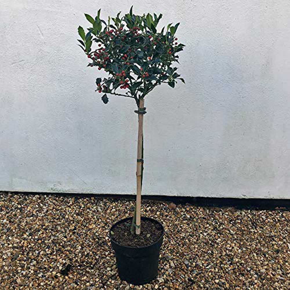 Thompson and Morgan Ilex Holly Green Alaska Plant Pot 2L Image 6