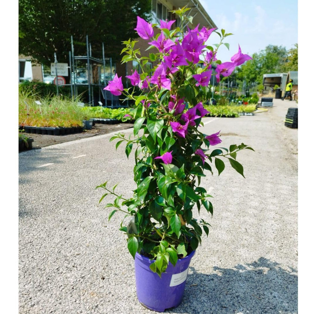 Thompson and Morgan Bougainvillea Alexandra Pyramid Plant Pot 17cm Image 2