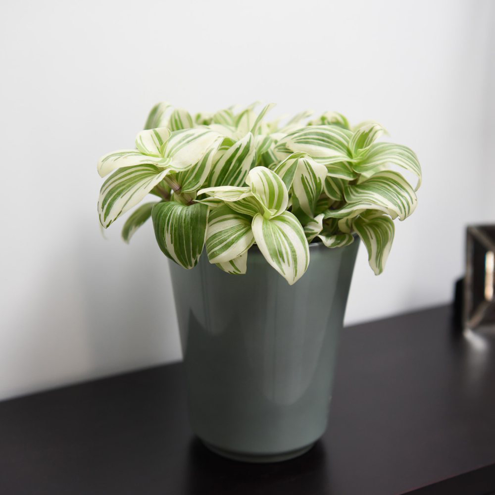 Thompson & Morgan Tradescantia Brightness Potted Plant 12cm Image 5