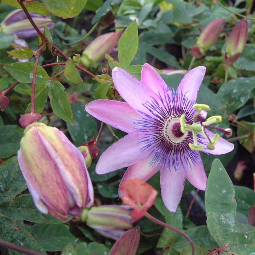 Thompson and Morgan Passiflora Passion Flower Lavender Lady Plant Pot 9cm Image 2