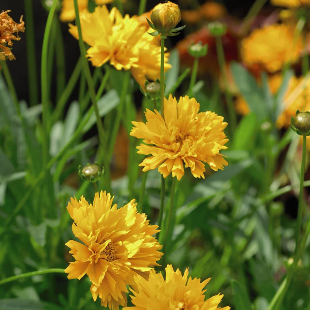 Thompson and Morgan Coreopsis Golden Joy Garden Ready Plant 15 Pack Image 2
