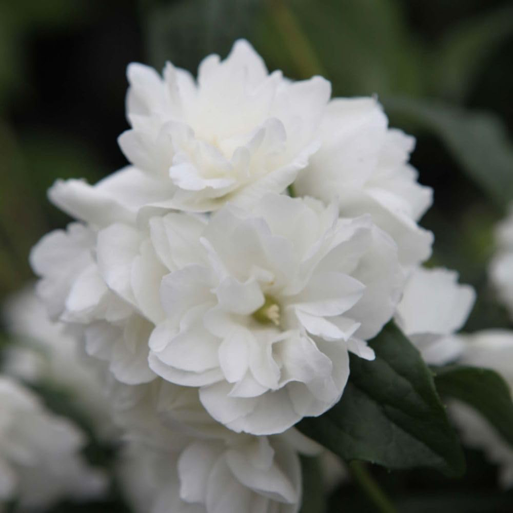 Thompson and Morgan Philadelphus Virginal Hedge Plant Image 2