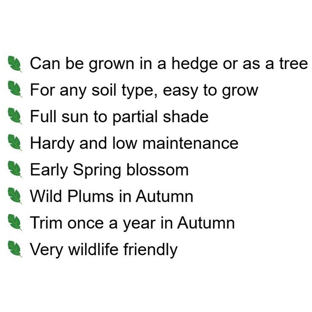 Inspirational Gifting Cherry Plum Bare Root Hedge Plant Sapling 2-3ft 5 Pack Image 6