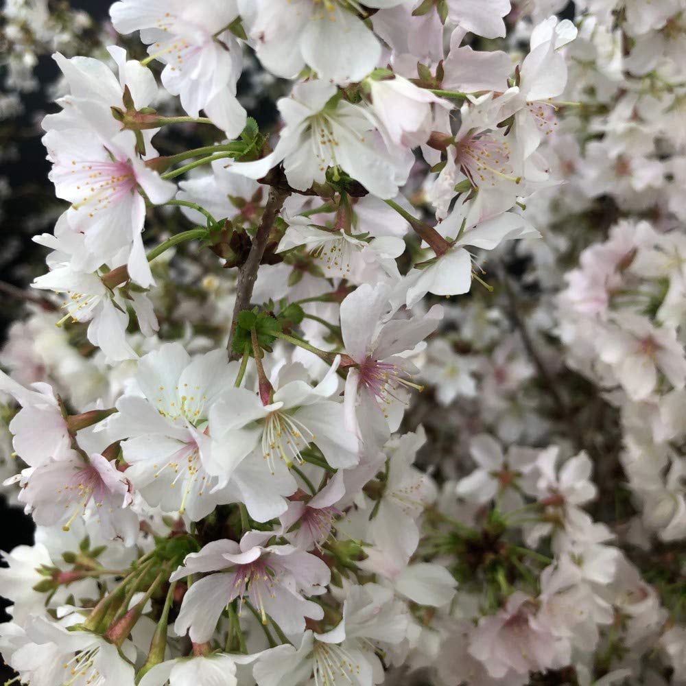 Thompson and Morgan Prunus Incisa Kojo-No-Mai Plant Pot 3.6L Image 6