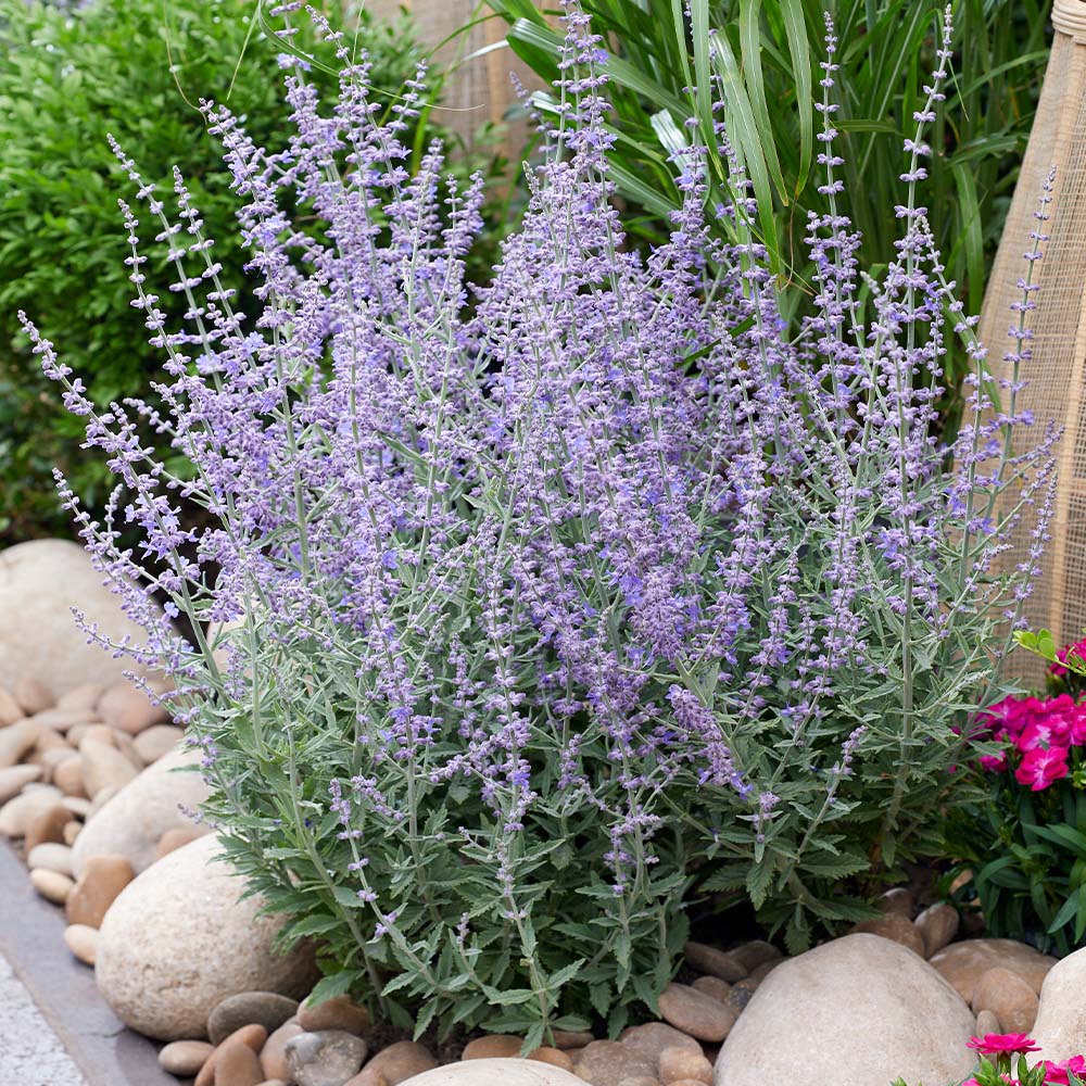YouGarden Russian Sage Perovskia Prime Time Plant Pot 9cm 3 Pack Image 3