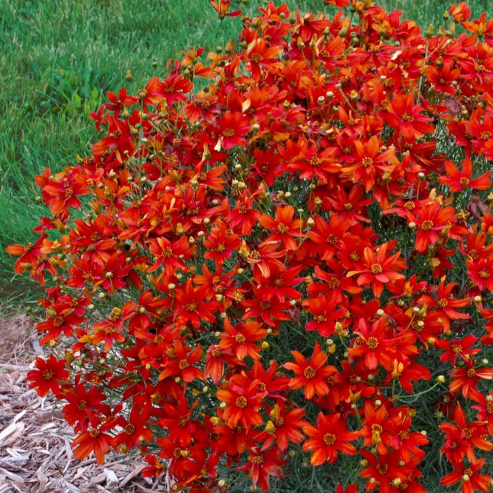 Thompson and Morgan Coreopsis Vert. Sizzle and Spice Crazy Cayenne Plant Pot 3L Image 1