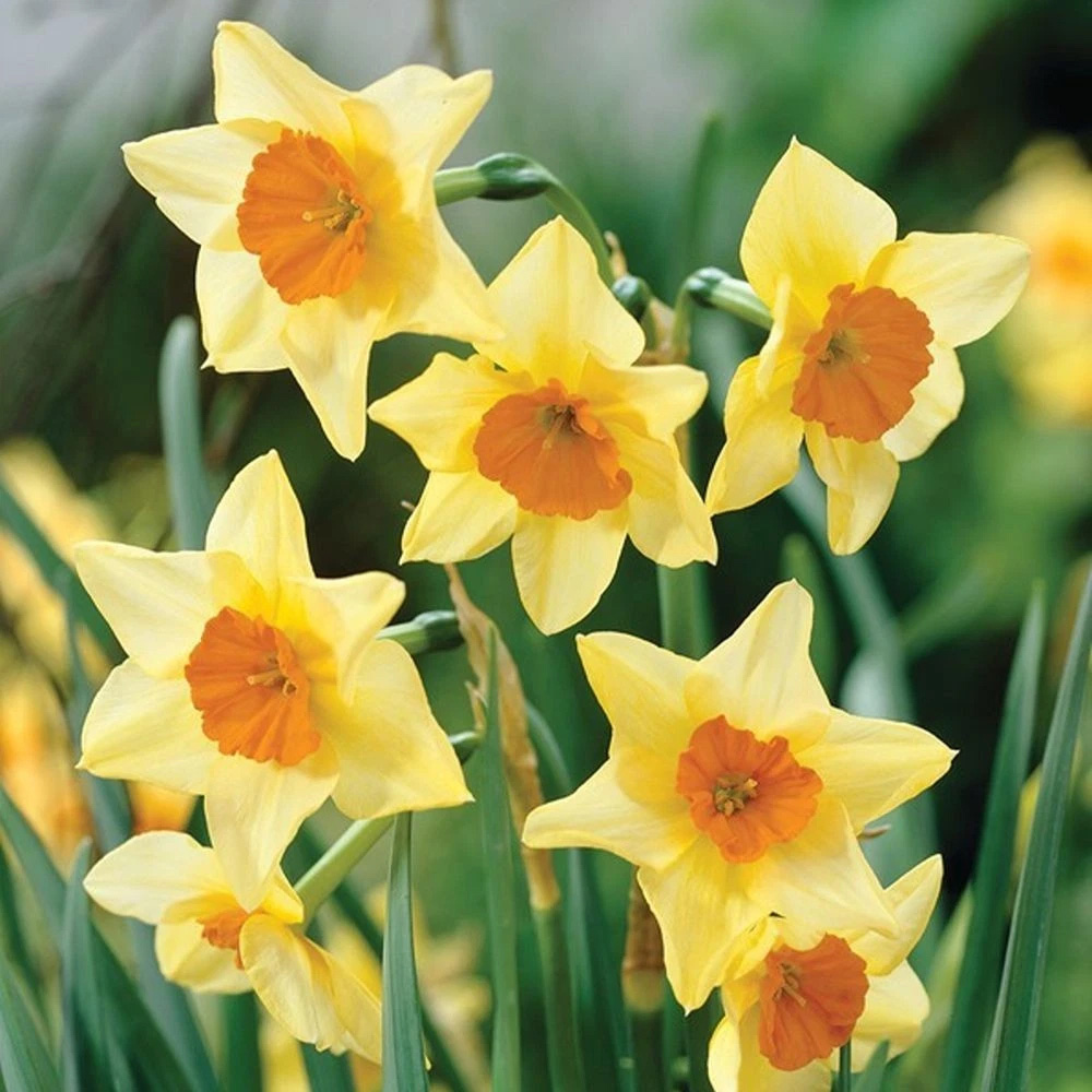Thompson and Morgan Daffodil Jonquilla Suzy Planting Bulb 16 Pack Image 1