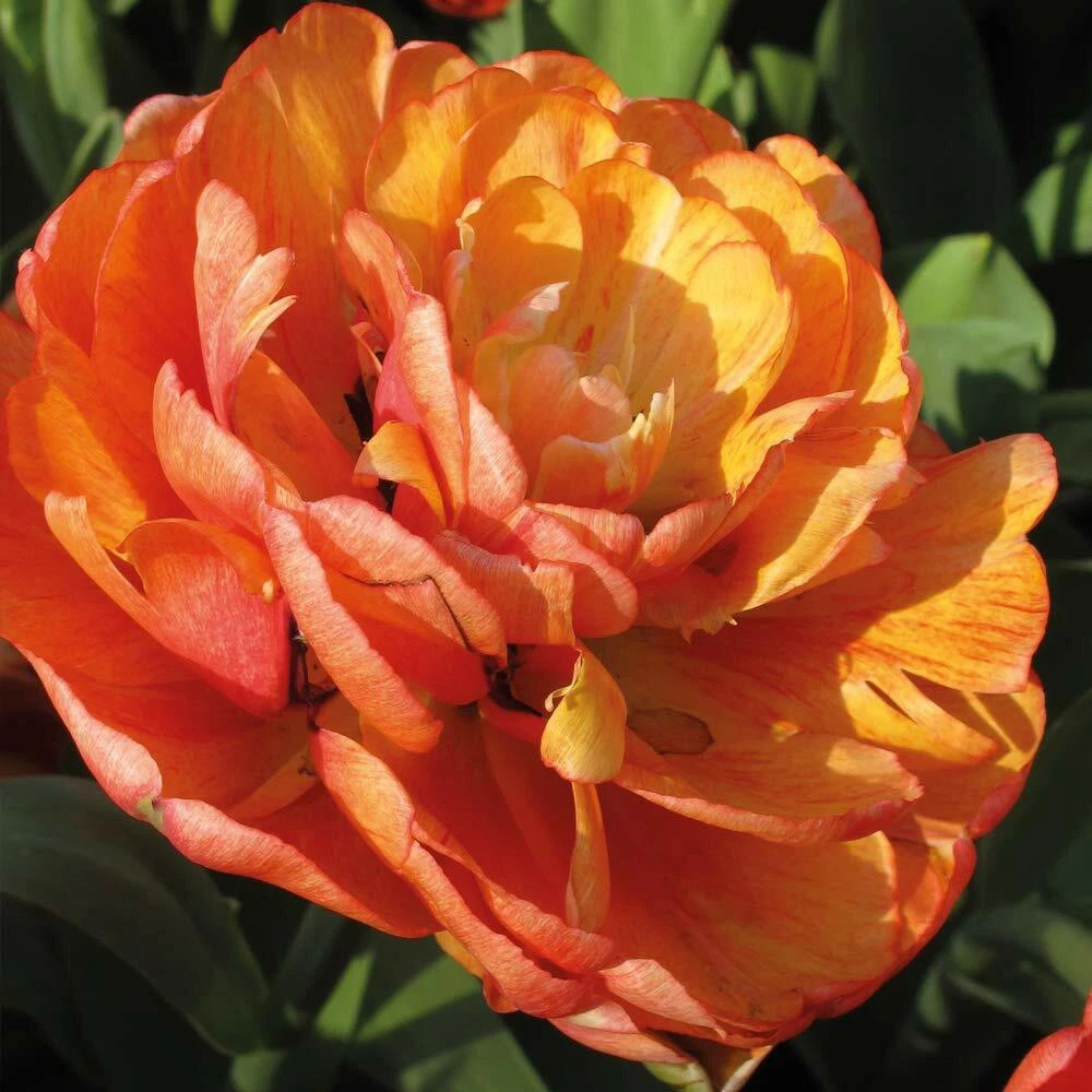 Thompson and Morgan Tulip Big Giant Autumn Planting Bulb 16 Pack Image 5