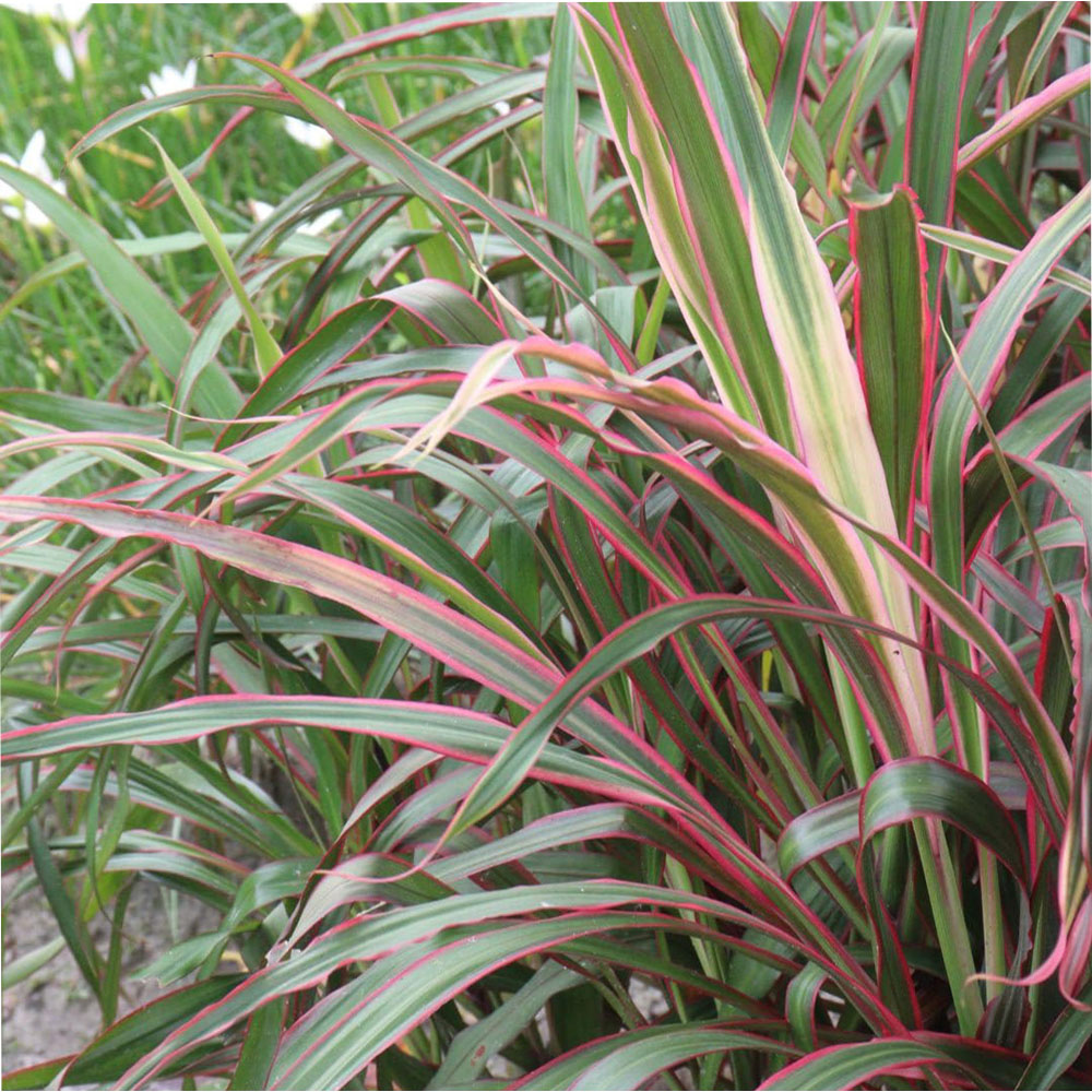 Thompson and Morgan Phormium Tenax Jester Plant Pot 9cm 3 Pack Image 1