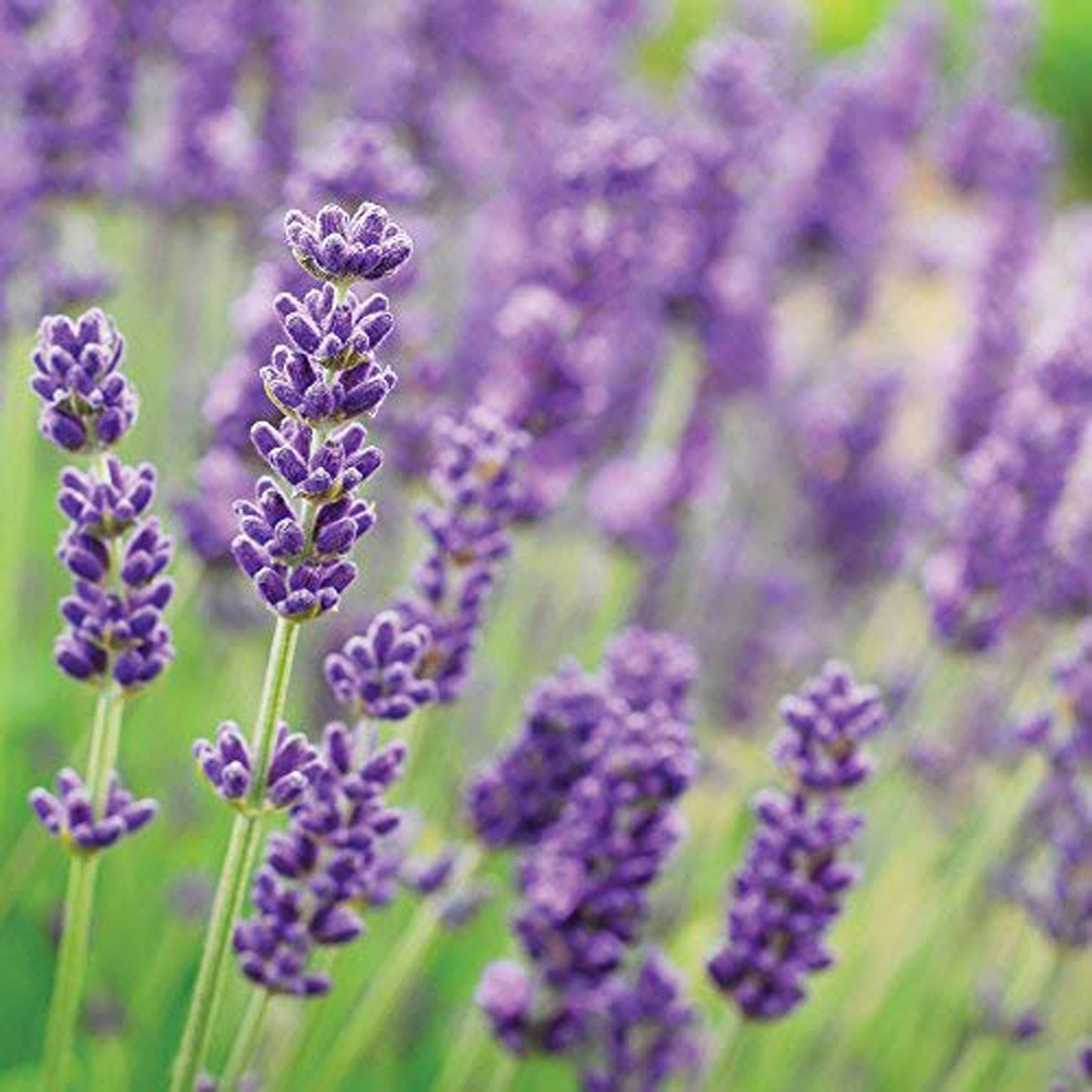 Thompson and Morgan Lavandula Lavender Angustifolia Munstead Plant Pot 9cm 5 Pack Image 3