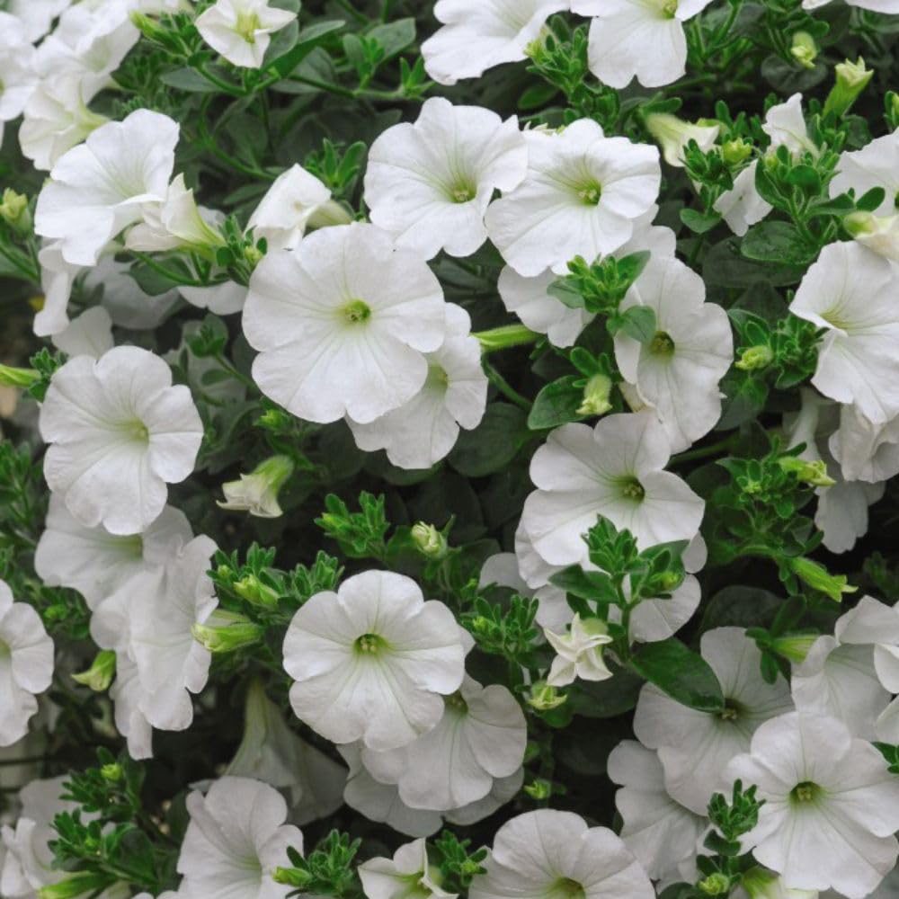 Thompson and Morgan Petunia White Trailing Surfinia Postiplug Plant 20 Pack Image 2