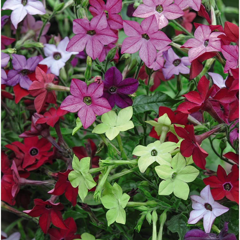 Thompson and Morgan Nicotiana Eau De Cologne Mixed Plant Plugs 24 Pack Image 1