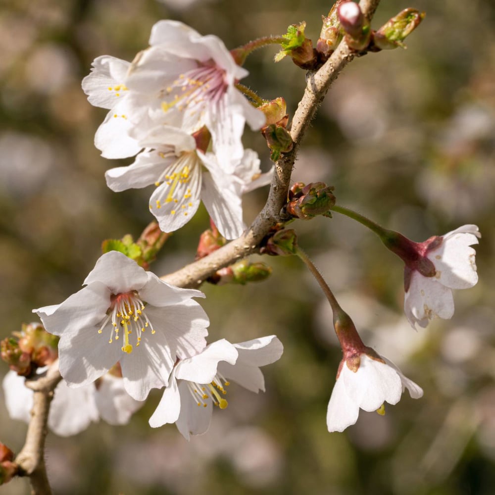 Thompson and Morgan Prunus Incisa Kojo-No-Mai Plant Pot 3.6L Image 1