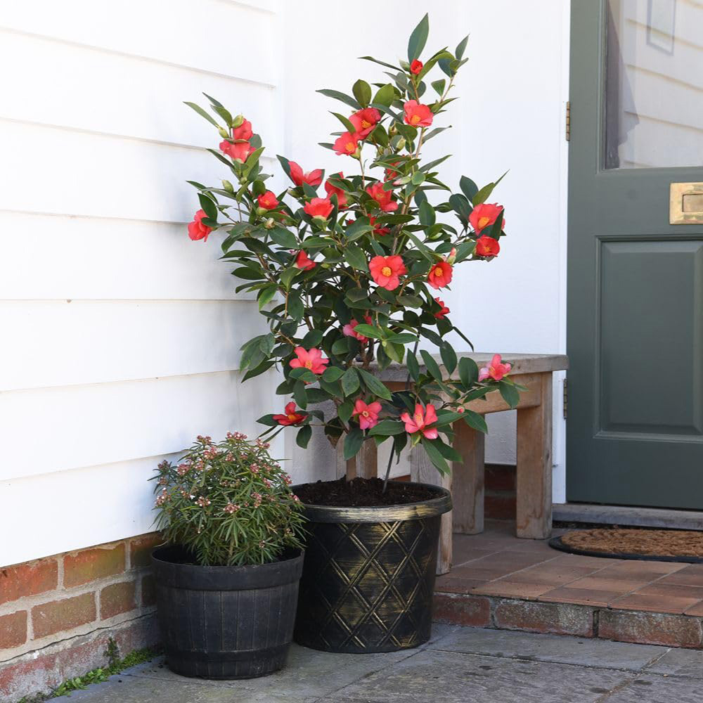 Thompson and Morgan Camellia Changii 1001 Summer Nights Jasmine Plant Pot 3L Image 3