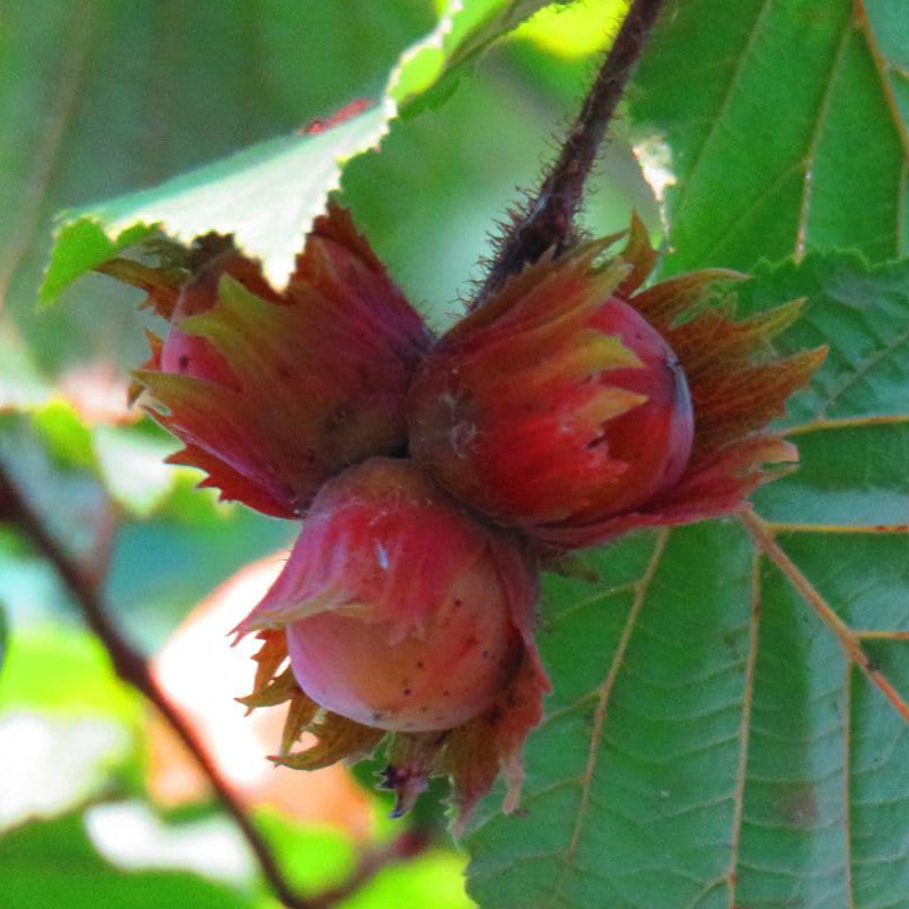 Thompson and Morgan Cobnut Hazelnut Red Cracker Bare Root Tree 2 Pack Image 1