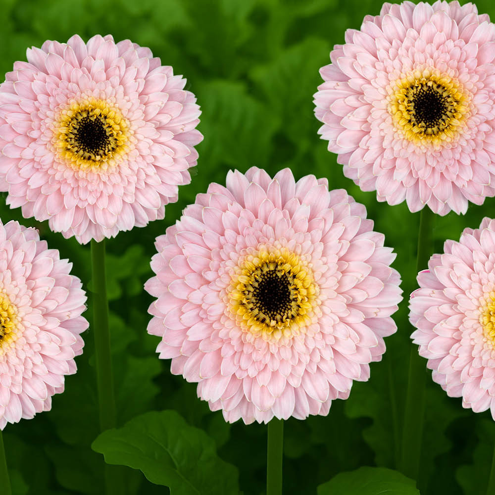 YouGarden Pink Gerbera Sunshaper Collection Plant Pot with Fertiliser 3 Pack Image 2