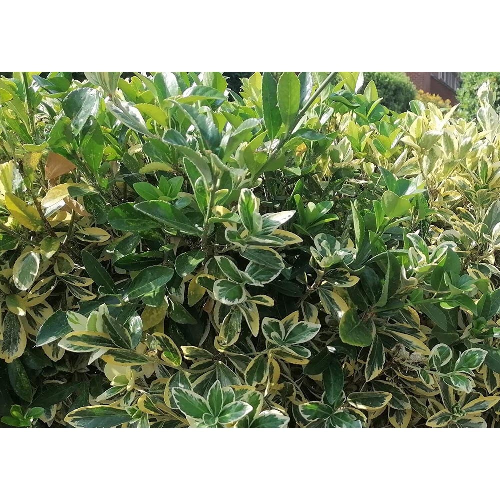 Inspirational Gifting Golden Privet Bare Root Hedge Plant Sapling 30-60cm 5 Pack Image 4
