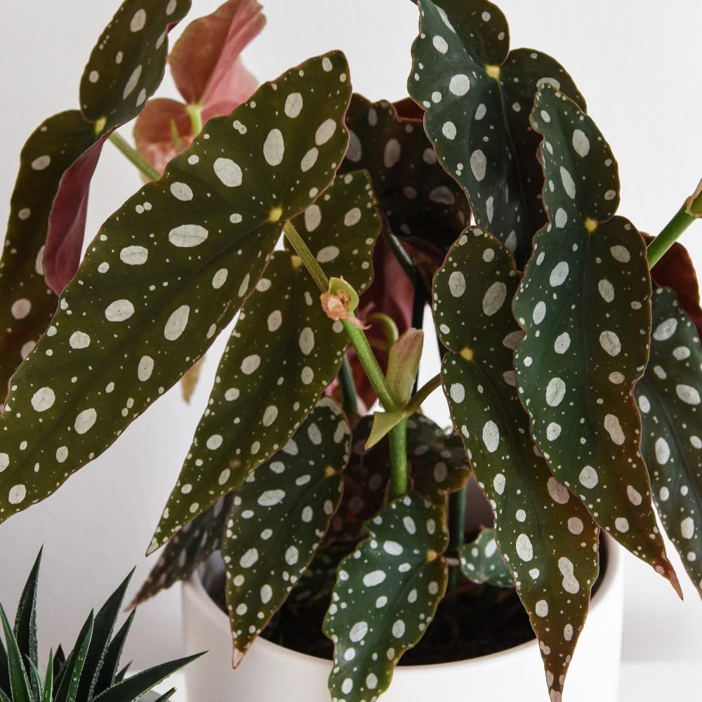 Thompson & Morgan Begonia Maculata Potted Plant 12cm 2 Pack Image 1