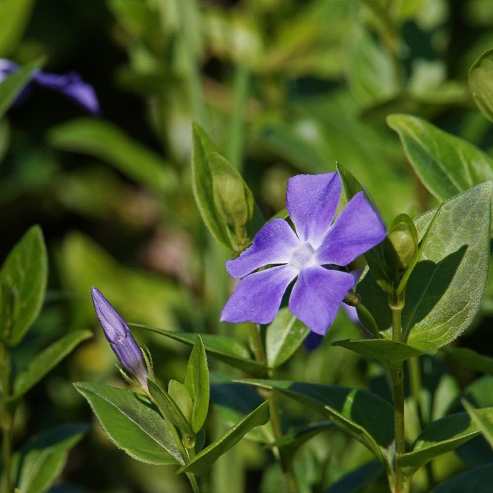 Thompson and Morgan Vinca Major Plant in Pot 9cm 2 Pack Image 4