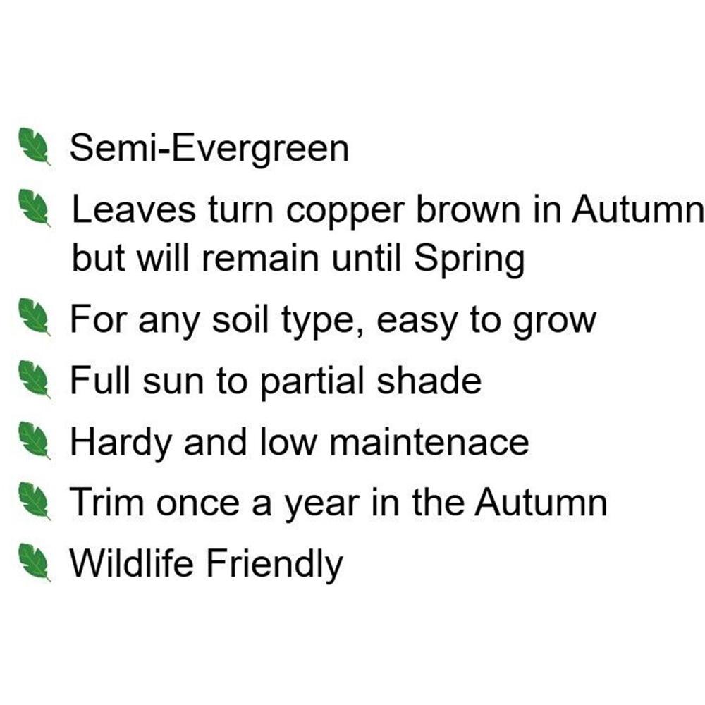 Inspirational Gifting Green Beech Semi-Evergreen Bare Root Hedge Plant Sapling 4-5ft 10 Pack Image 8