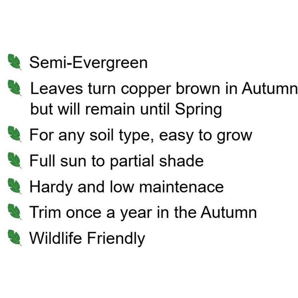 Inspirational Gifting Purple Beech Semi-Evergreen Bare Root Hedge Plant 2-3ft 20 Pack Image 7