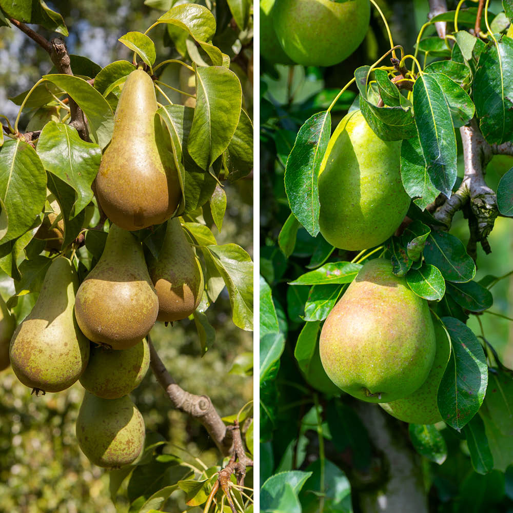 YouGarden Pear Duo Fruit Tree Bare Root Image 1