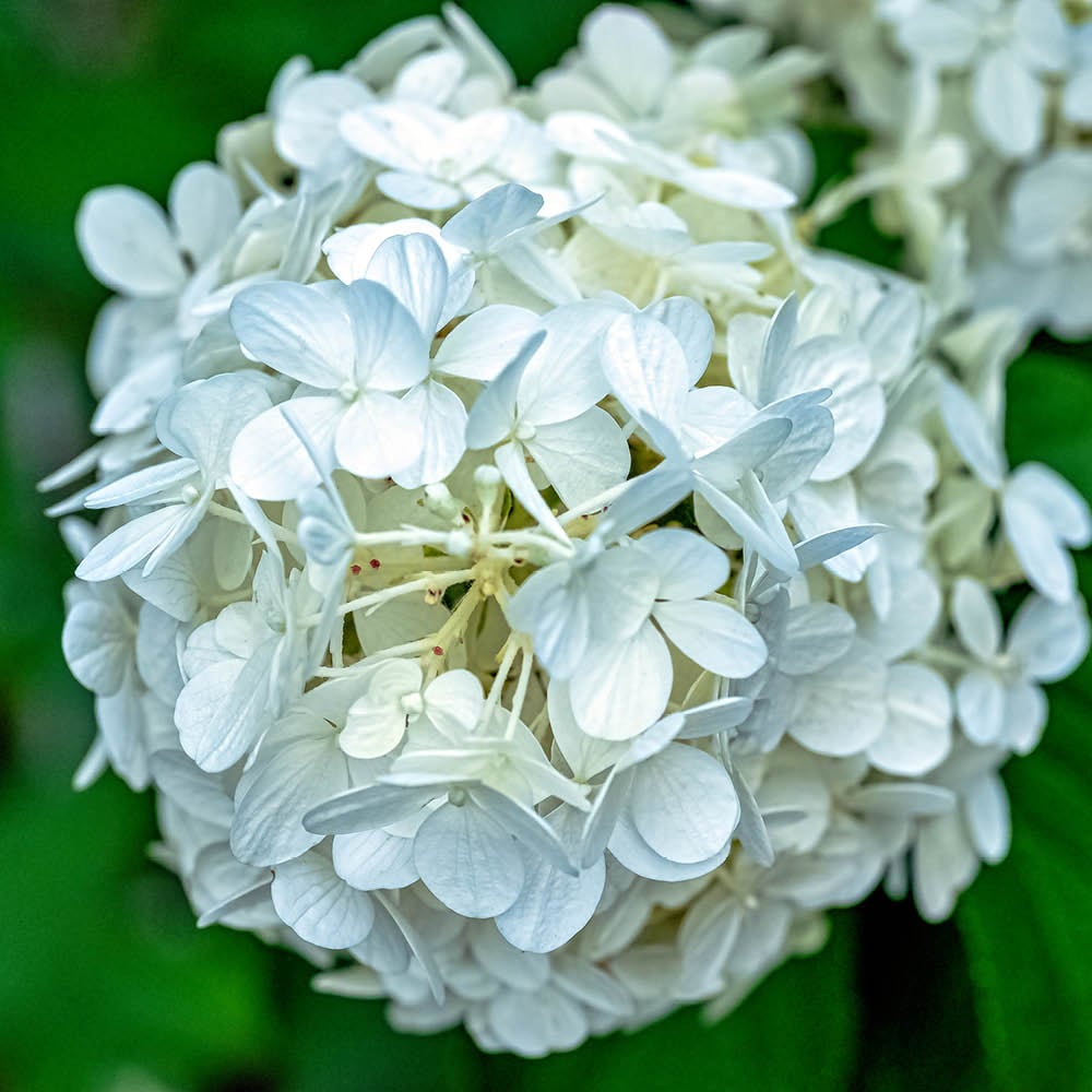 YouGarden Hydrangea Macrophylla White Mophead Standard Plant in Pot 18cm Image 2