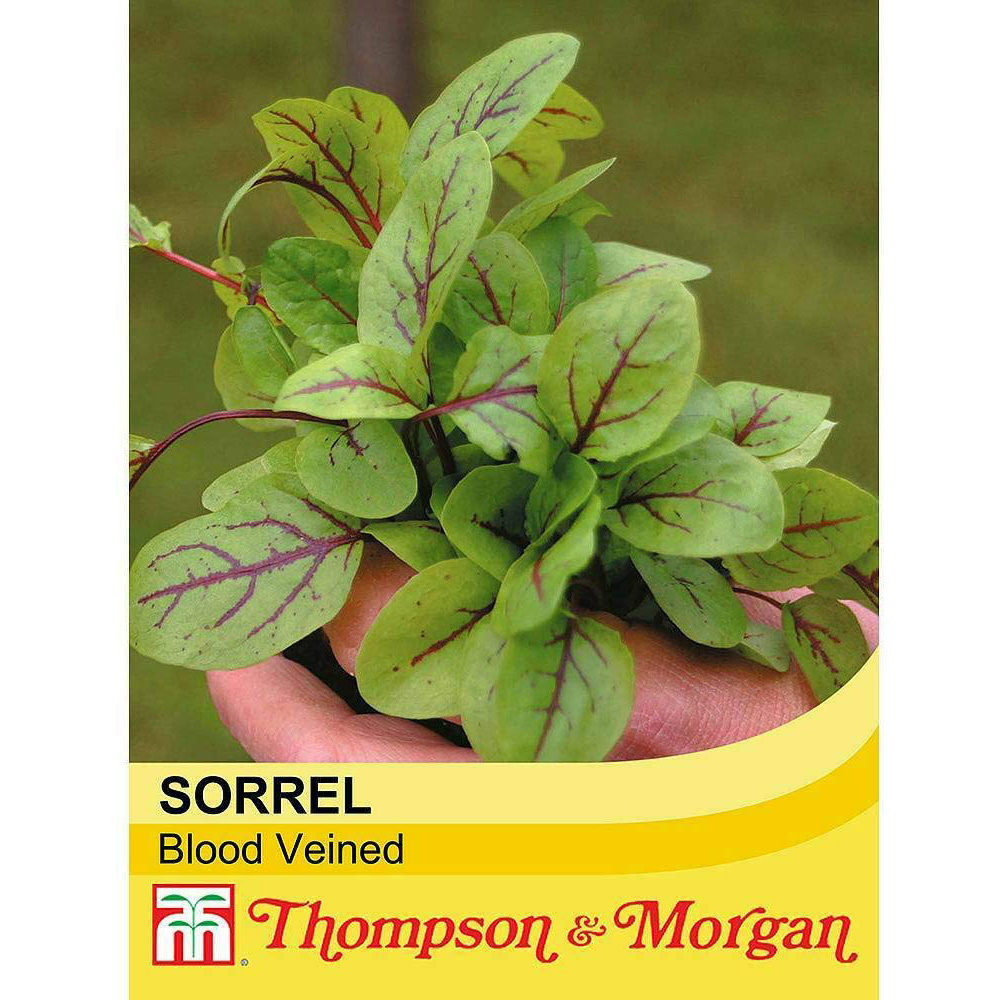Thompson and Morgan Salad Leaves Sorrel Blood Veined Seeds Image 2