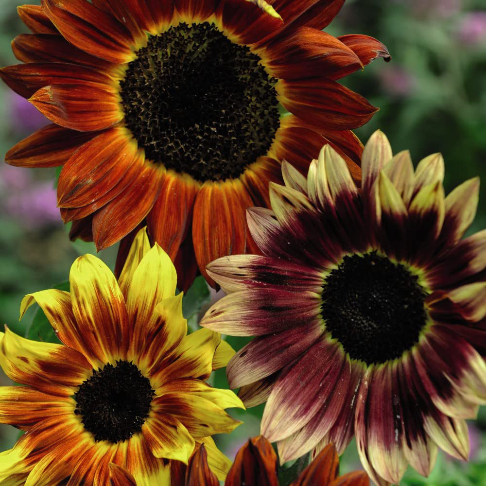 Thompson and Morgan Sunflower Harlequin Mix F1 Mr Men Little Miss Seeds Image 1