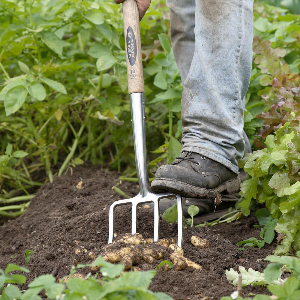 Spear & Jackson Traditional Stainless Steel Digging Fork Image 2