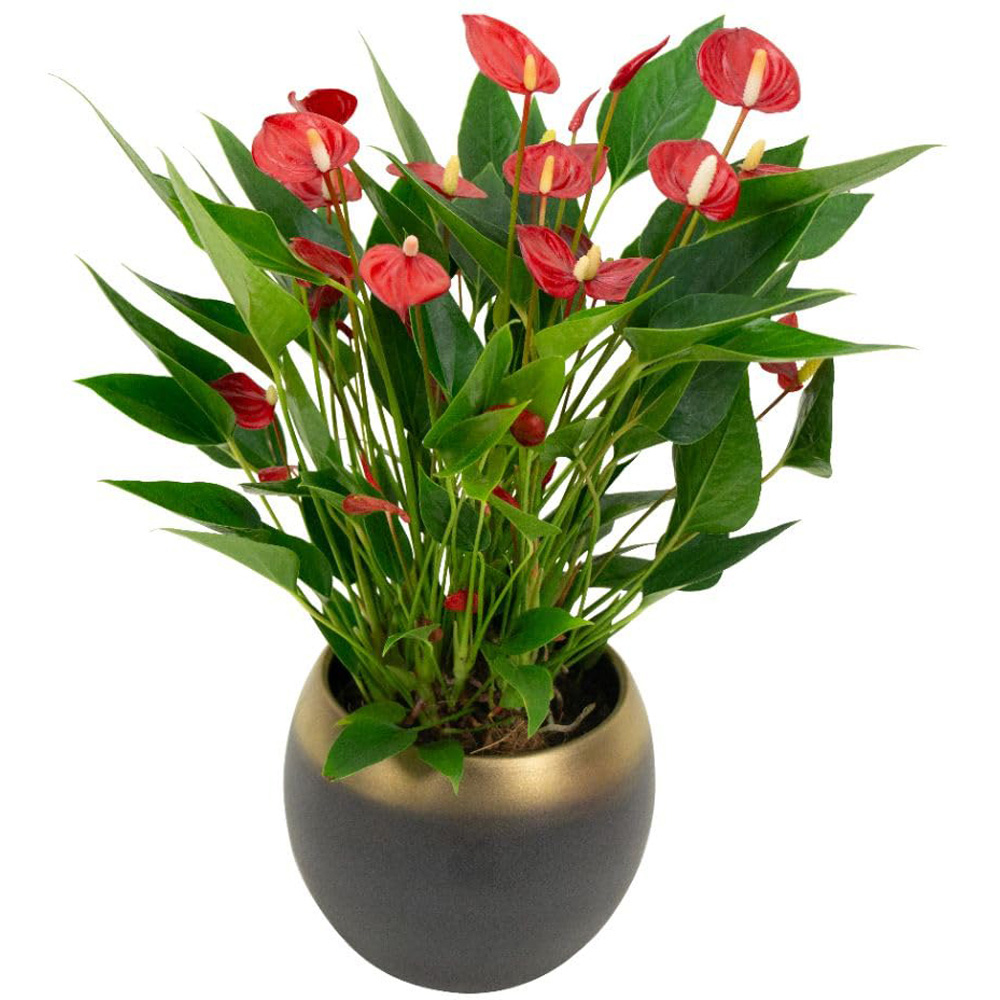 Thompson and Morgan Anthurium Million Flower in Ceramic Plant Pot 18cm 2 Pack Image 2