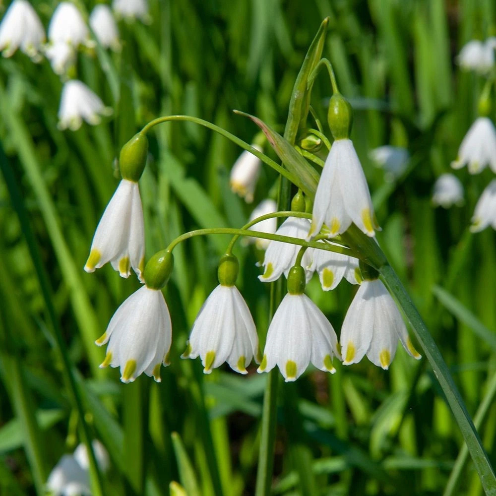Thompson and Morgan Leucojum Aestivum Summer Snowflake Autumn Planting Bulb 12 Pack Image 8