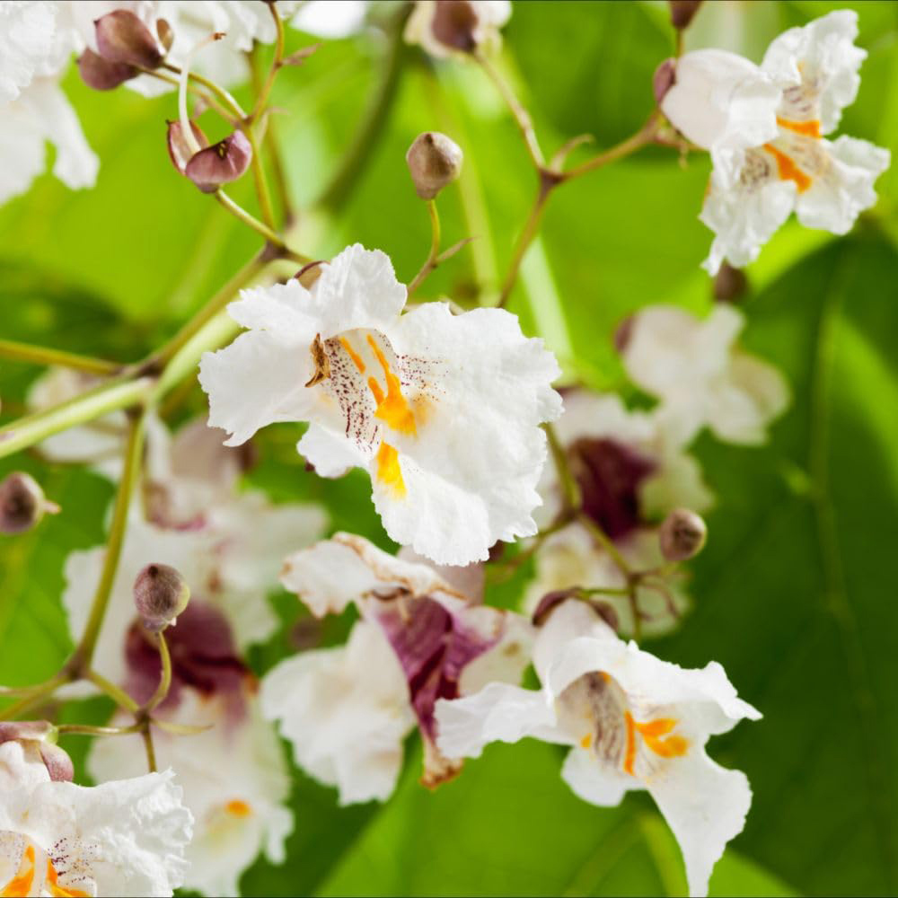 Thompson and Morgan Catalpa Bignonioides Aurea Plant Pot 3L Image 1
