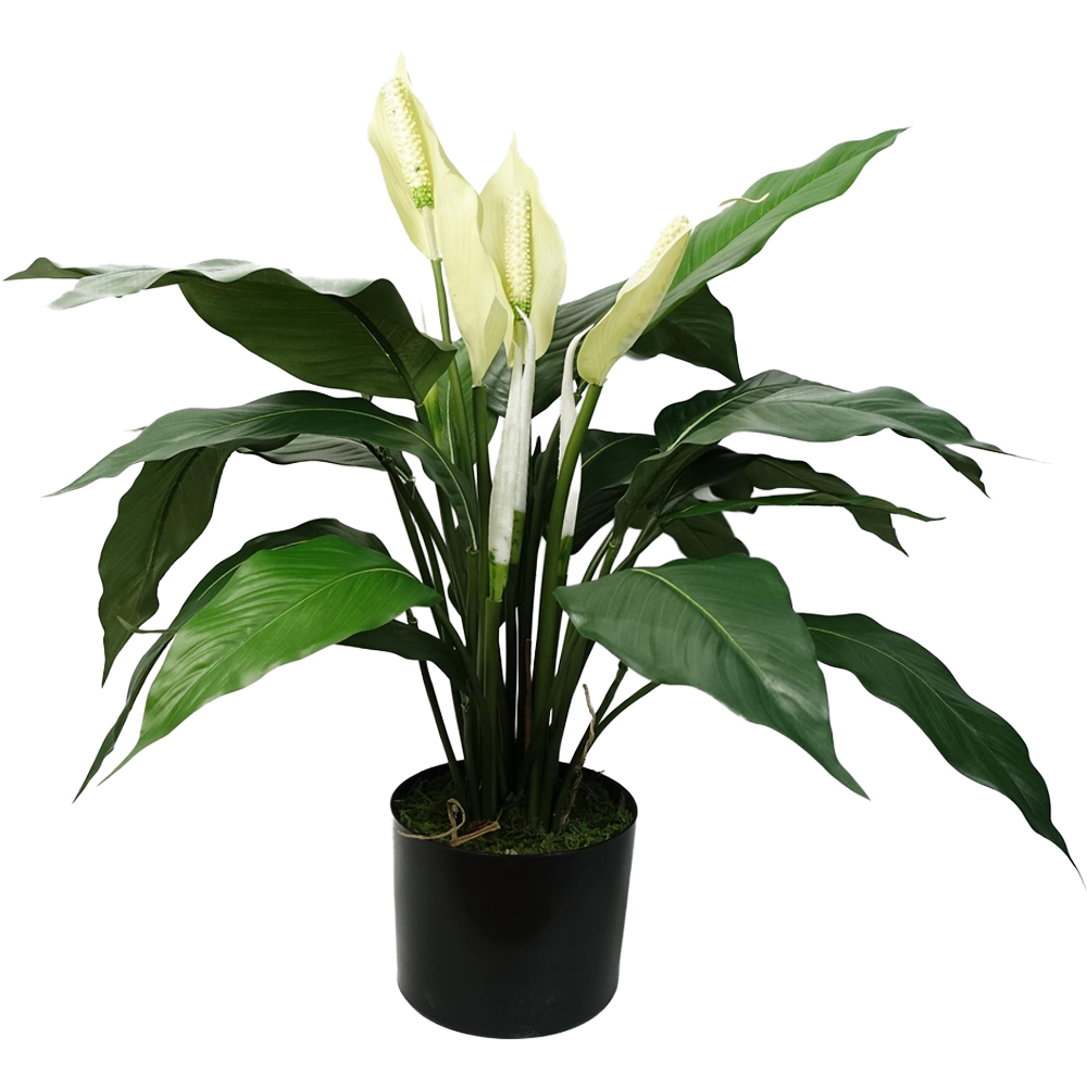 Botanik Lily Peace White Spathiphyllum Artificial Plant in Pot 48cm Image 1