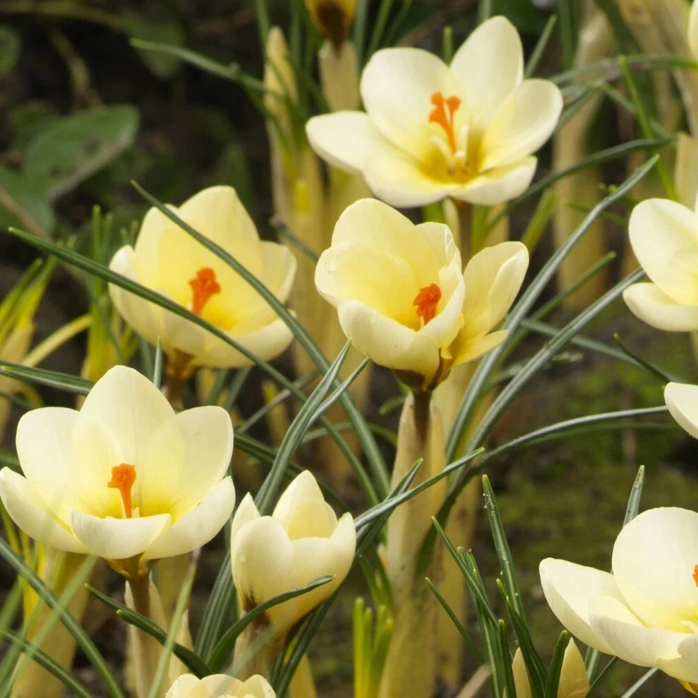 Thompson and Morgan Crocus Cream Beauty Planting Bulb 20 Pack Image 3