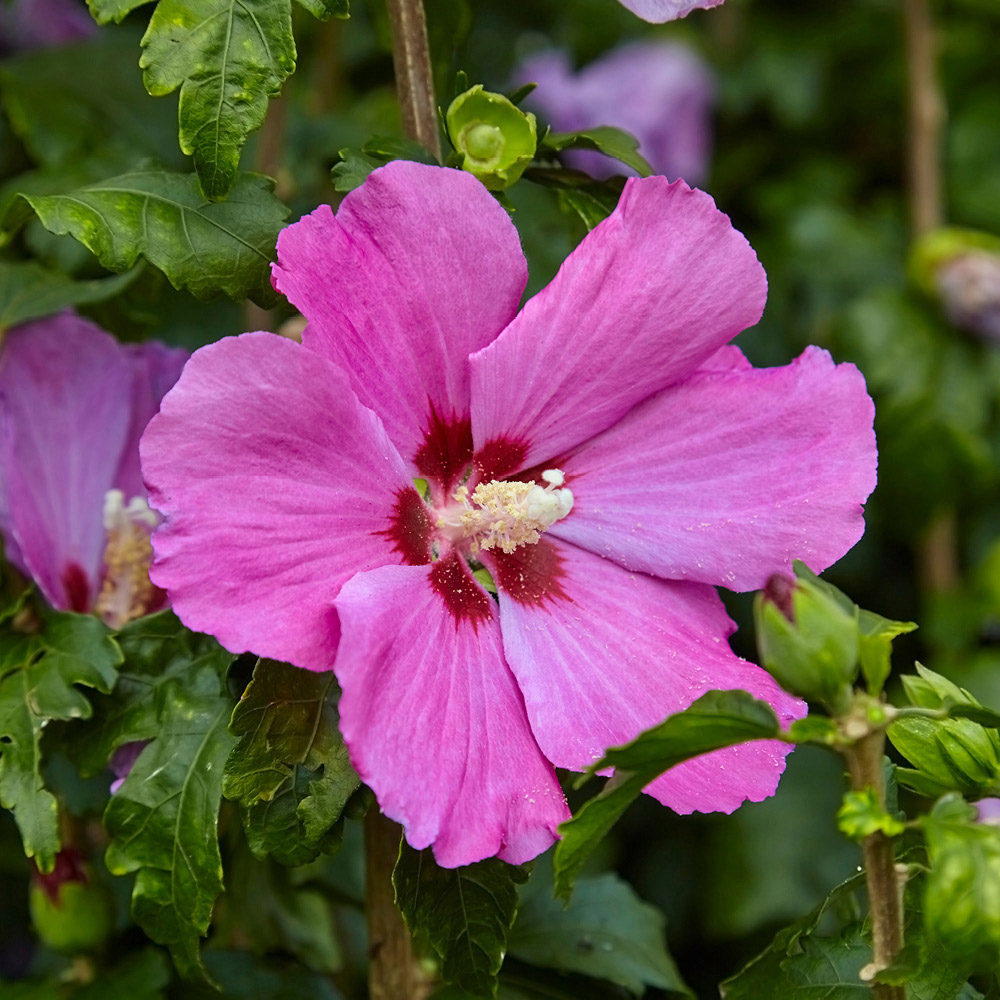 YouGarden Hibiscus Tricolour Bush Plant Pot 4.6L Image 2