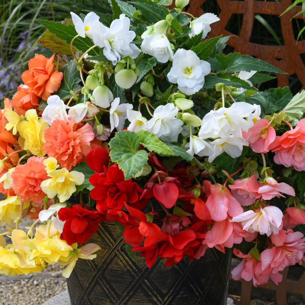 Thompson and Morgan Begonia Sun Dancer Mixed Garden Ready Plant 15 Pack Image 1