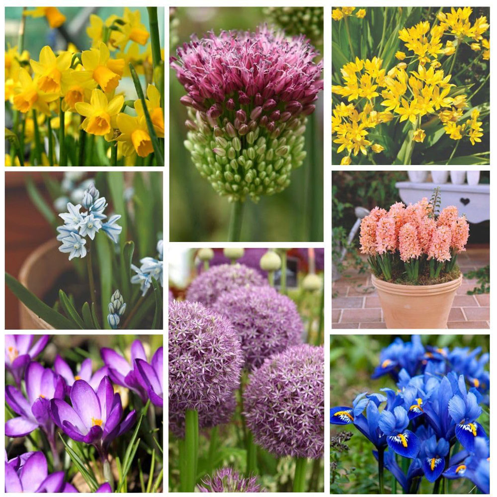 Thompson and Morgan Spring Saver Collection Bulb 181 Pack Image 1