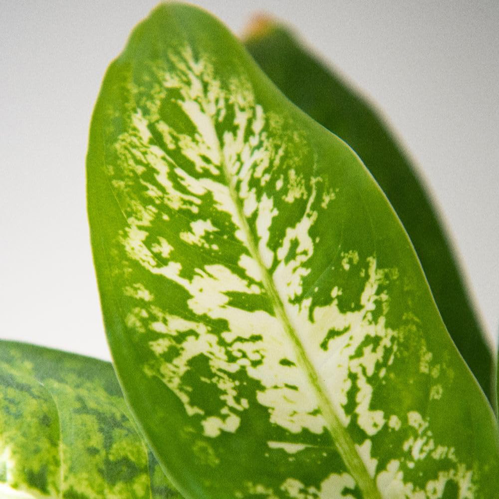 Thompson and Morgan Dieffenbachia Maculata Compacta Plant Pot 12cm 2 Pack Image 3