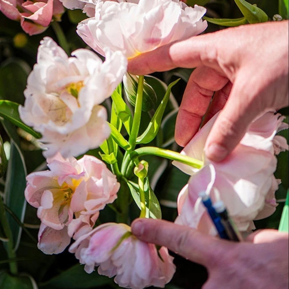 Thompson and Morgan Tulip Dreamer Blush Pink Planting Bulb 16 Pack Image 4