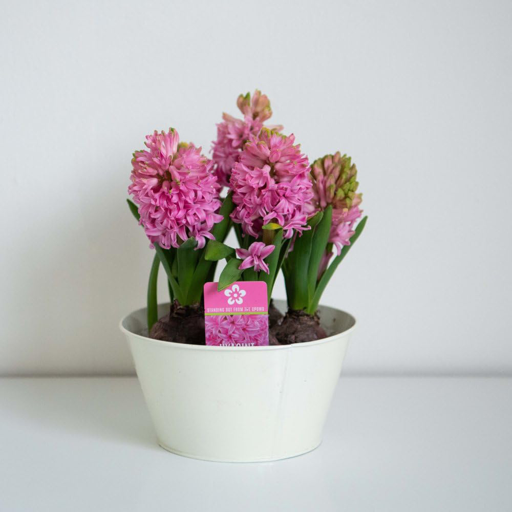 Thompson and Morgan Christmas Gift Hyacinth Scented Pink Pearl 5 Planting Bulb in Pot 16cm 2 Pack Image 5