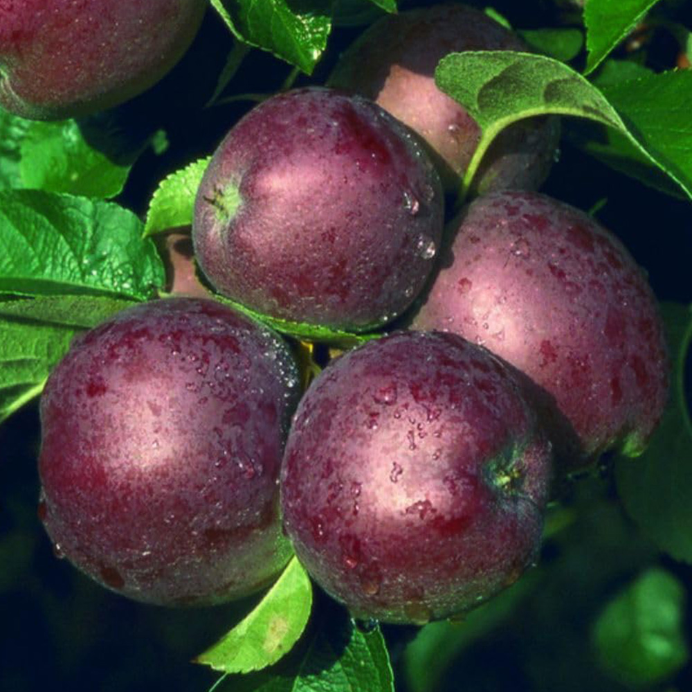 Thompson and Morgan Apple Malus Spartan MM106 Rootstock Bare Root Tree 2 Pack Image 1