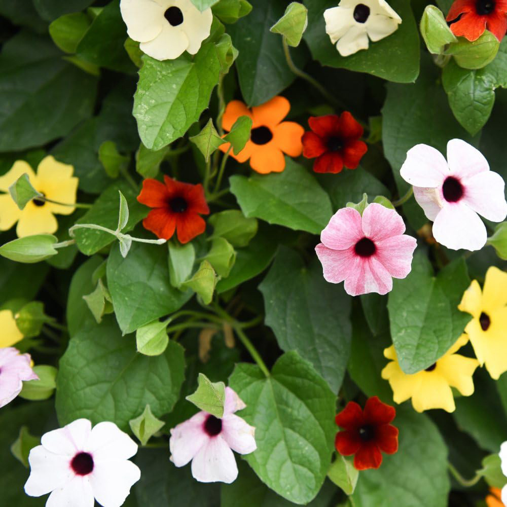 Thompson and Morgan Thunbergia Sunny Susy Tower Pot Collection Plug Plant 5 Pack Image 1