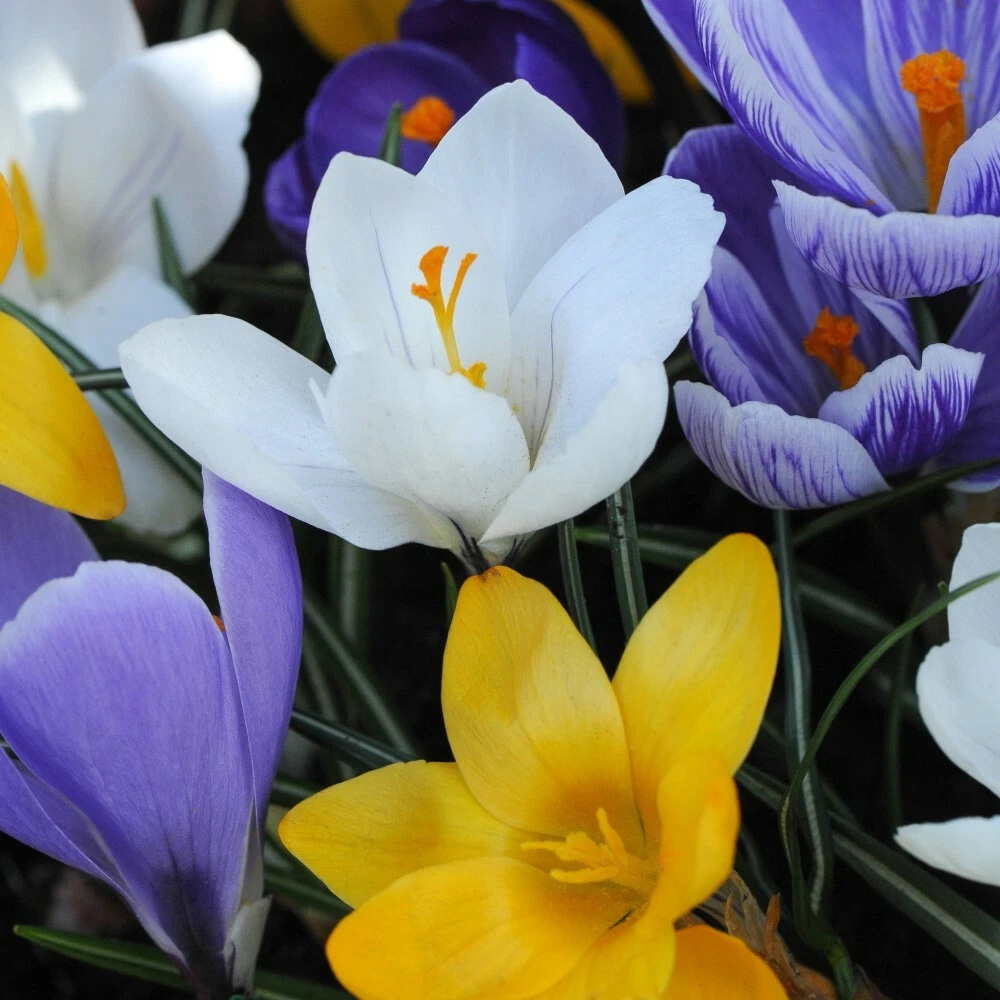 Thompson and Morgan Crocus Botanical Mixed Planting Bulb 40 Pack Image 4